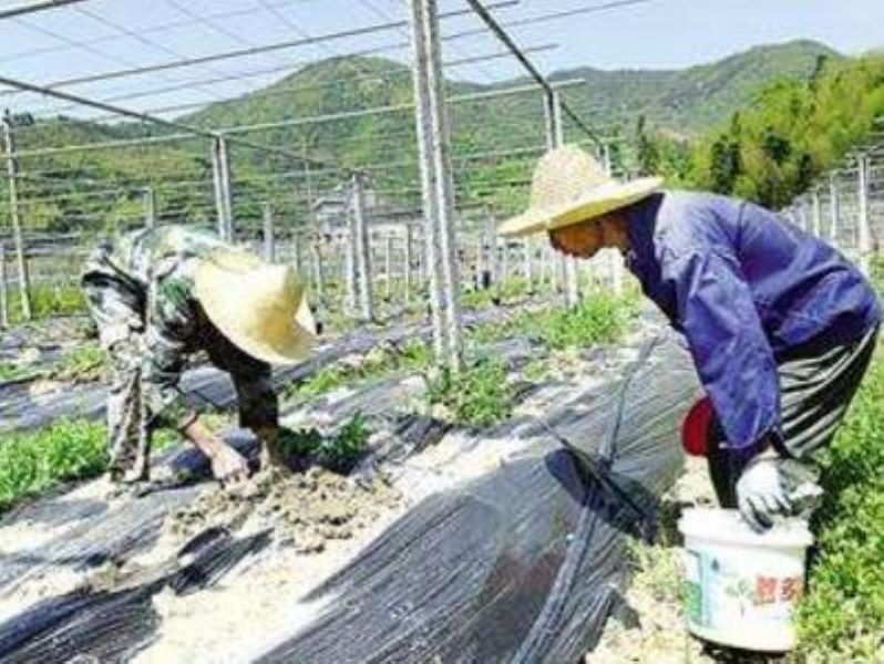 黄金百香果苗怎么种植「黄金百香果苗怎么种植天气」