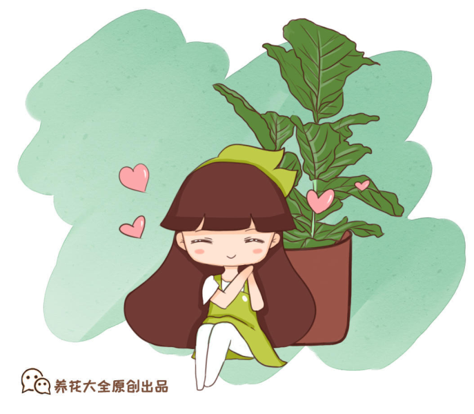 龟背竹怎么养才能更旺盛「水培龟背竹怎么养才能更旺盛」