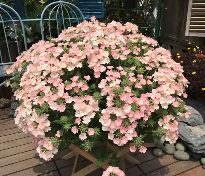 10种不怕太阳晒的盆栽绿植「不怕太阳晒的盆栽绿植」