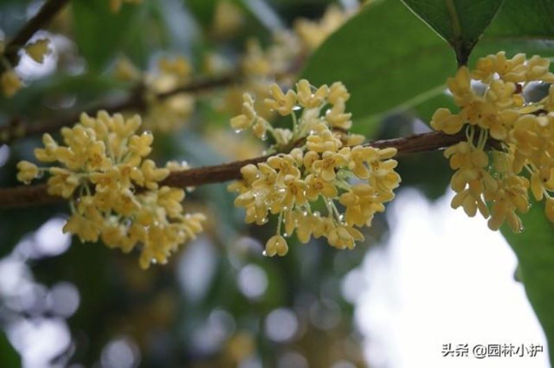 10种代表秋天的植物有哪些「10种代表秋天的植物有哪些图片」