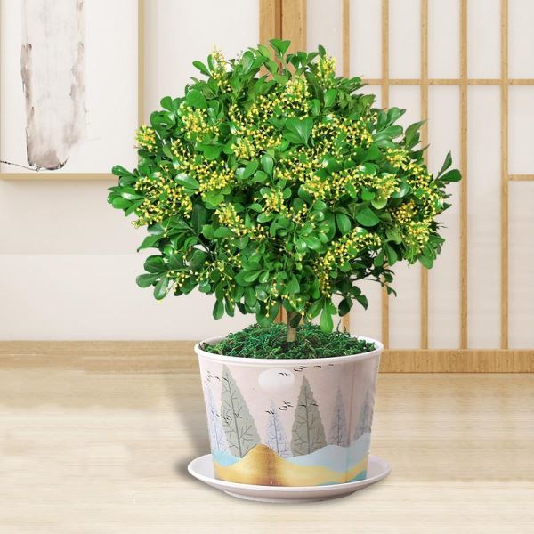 10种特别香又好看的花有哪些「10种特别香又好看的花有哪些图片」