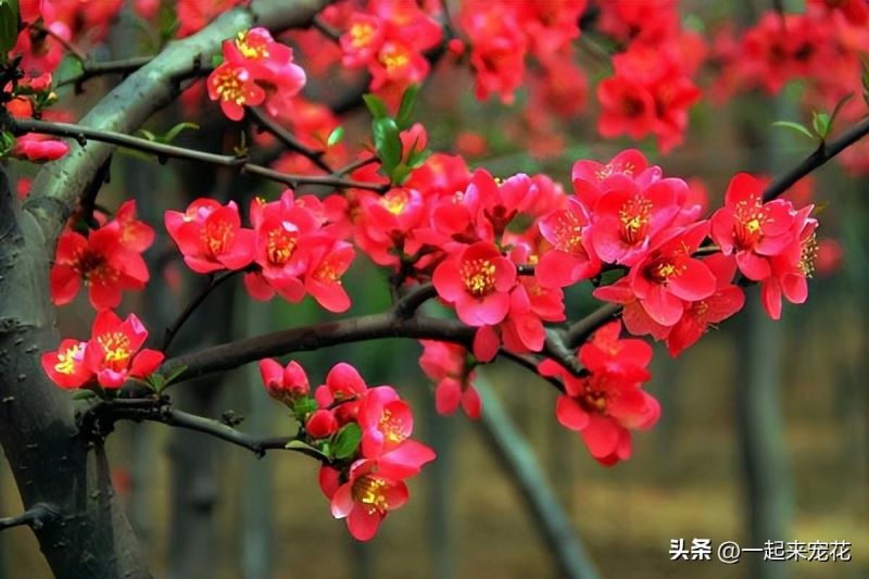 11月适合种什么花「11月适合种什么花种子」