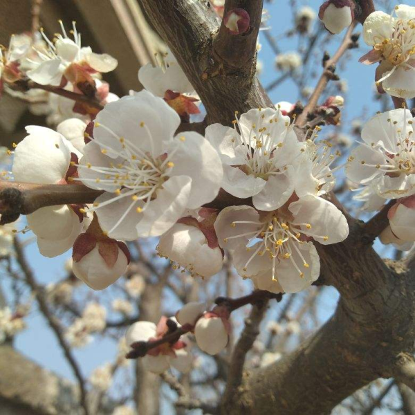 12个月都开什么花「12个月都开什么花顺口溜」