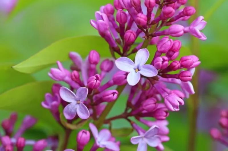 2月10生日花：丁香花「2月10的生日花」