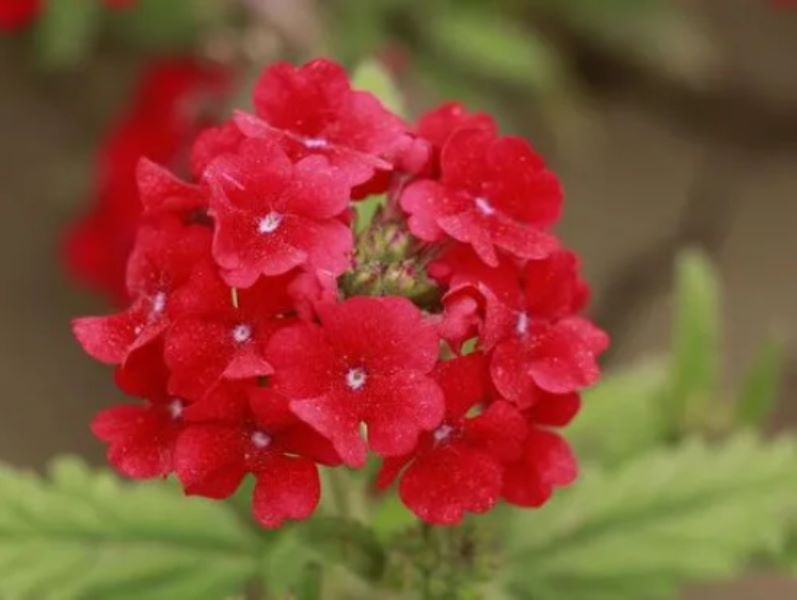 2月11生日花：红樱草「2月11日的生日花是什么」