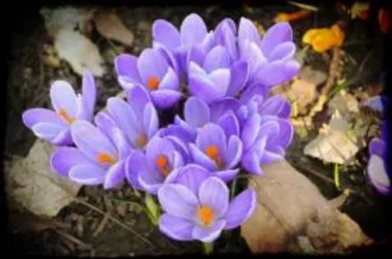 3月12日花语：沙洲蕃红花「」