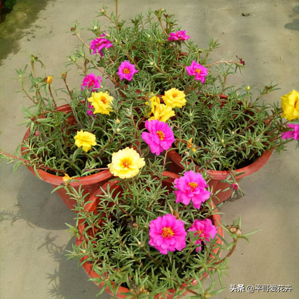 3月份开的草花有哪些「3月份开的草花有哪些品种」