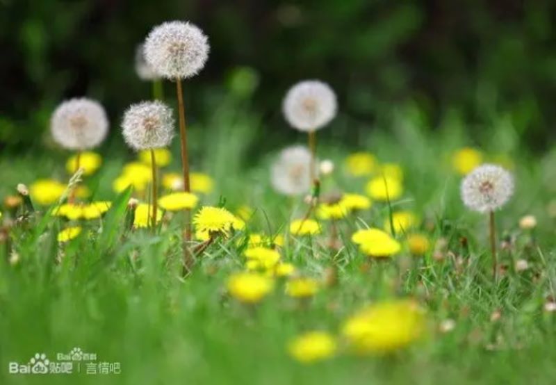 4月11日花语：蒲公英，生日花语多情「4月11日的生日花以及花语」