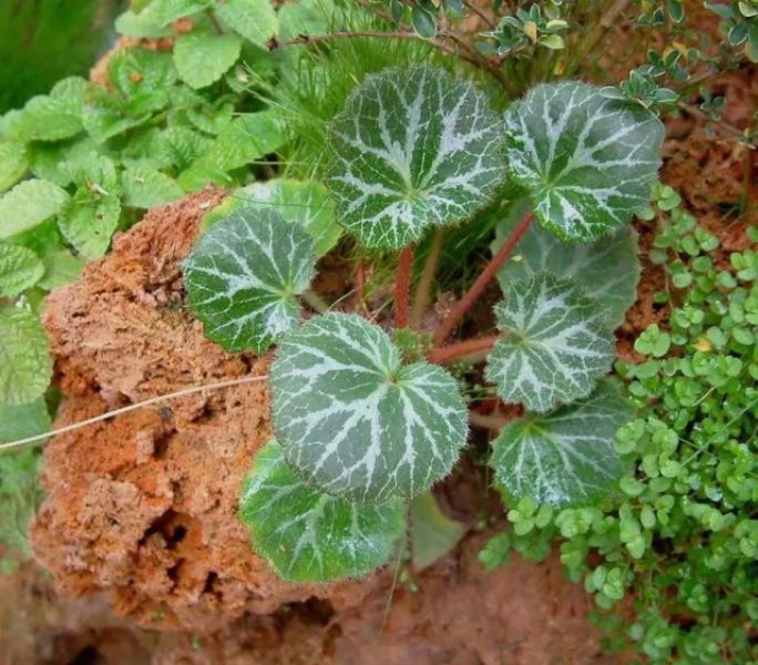 4月12日花语：虎耳草，生日花语持续「」