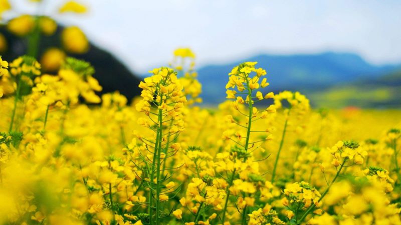 4月开什么花香好看「4月开什么花香好看呢」