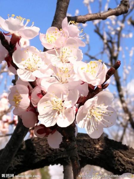 4月开的花有哪些「2-4月开的花有哪些」