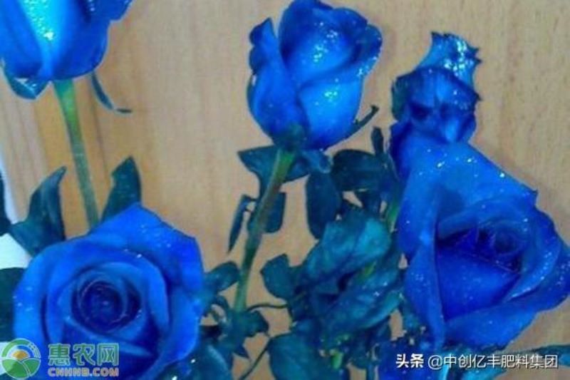 52朵蓝色妖姬花语是什么意思「52朵蓝色妖姬花语是什么意思啊」