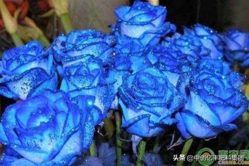 52朵蓝色妖姬花语是什么意思「52朵蓝色妖姬花语是什么意思啊」