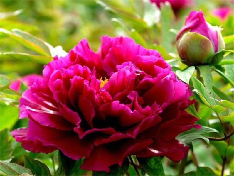 5月10日花语：普通牡丹花，生日花语引导「五月十日生日花」