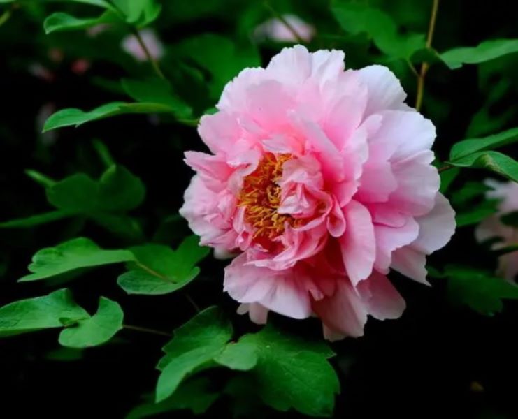 5月14日花语：普通牡丹花，生日花语月光「5月14日的生日花是什么」