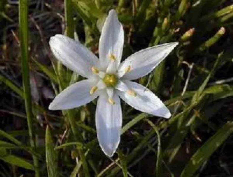 5月16日花语：大山慈菇，生日花语敏锐「」