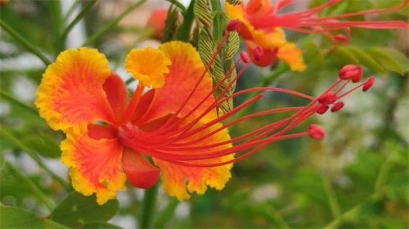 5月7日生日花：亚洲金凤花「5月7日诞生花」