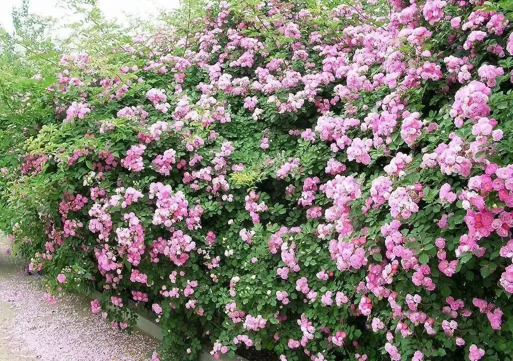 5月什么花开最漂亮「5月什么花开最漂亮桂花树」