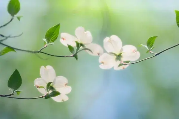 5月什么花开最漂亮「5月什么花开最漂亮桂花树」