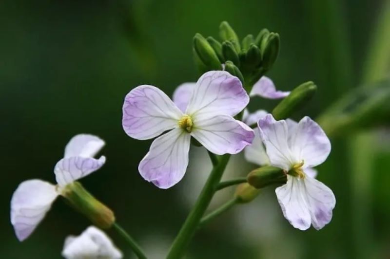 6月19日花语：萝卜花，生日花语黄昏「萝卜花的花语」