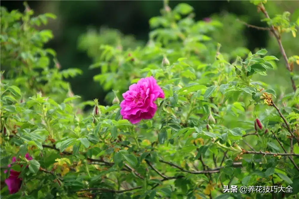 6月份开什么花「6月份开什么花的季节」