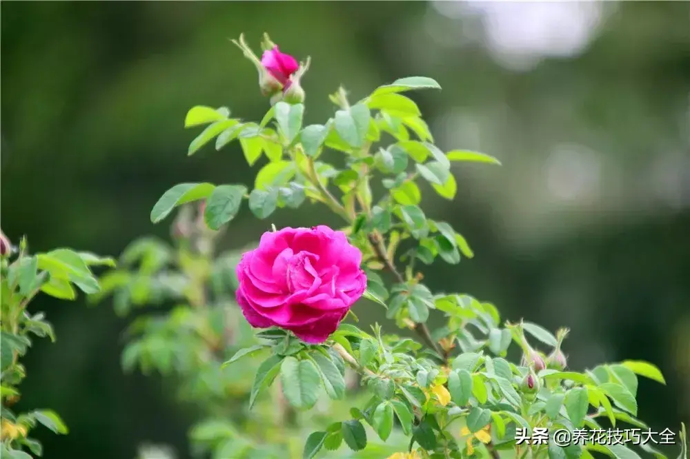 6月份开什么花「6月份开什么花的季节」