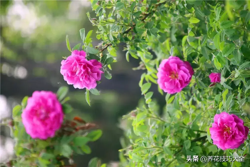 6月份开什么花「6月份开什么花的季节」