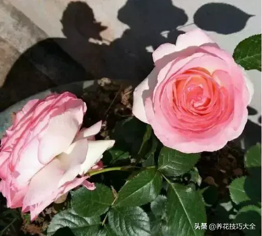 6月份开什么花「6月份开什么花的季节」
