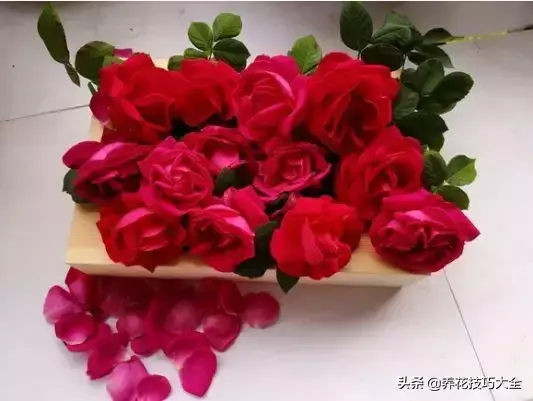 6月份开什么花「6月份开什么花的季节」