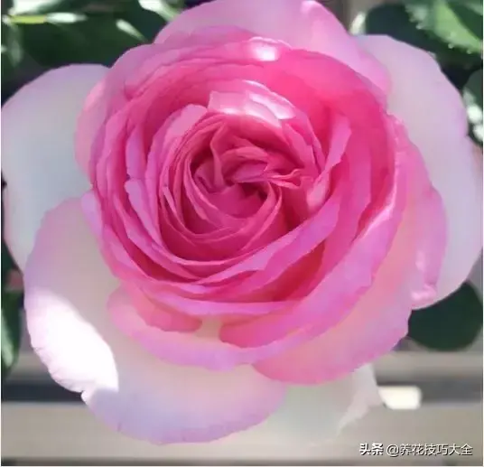 6月份开什么花「6月份开什么花的季节」