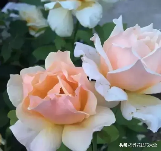 6月份开什么花「6月份开什么花的季节」