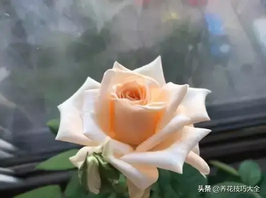 6月份开什么花「6月份开什么花的季节」