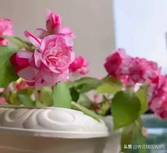 6月份开什么花「6月份开什么花的季节」