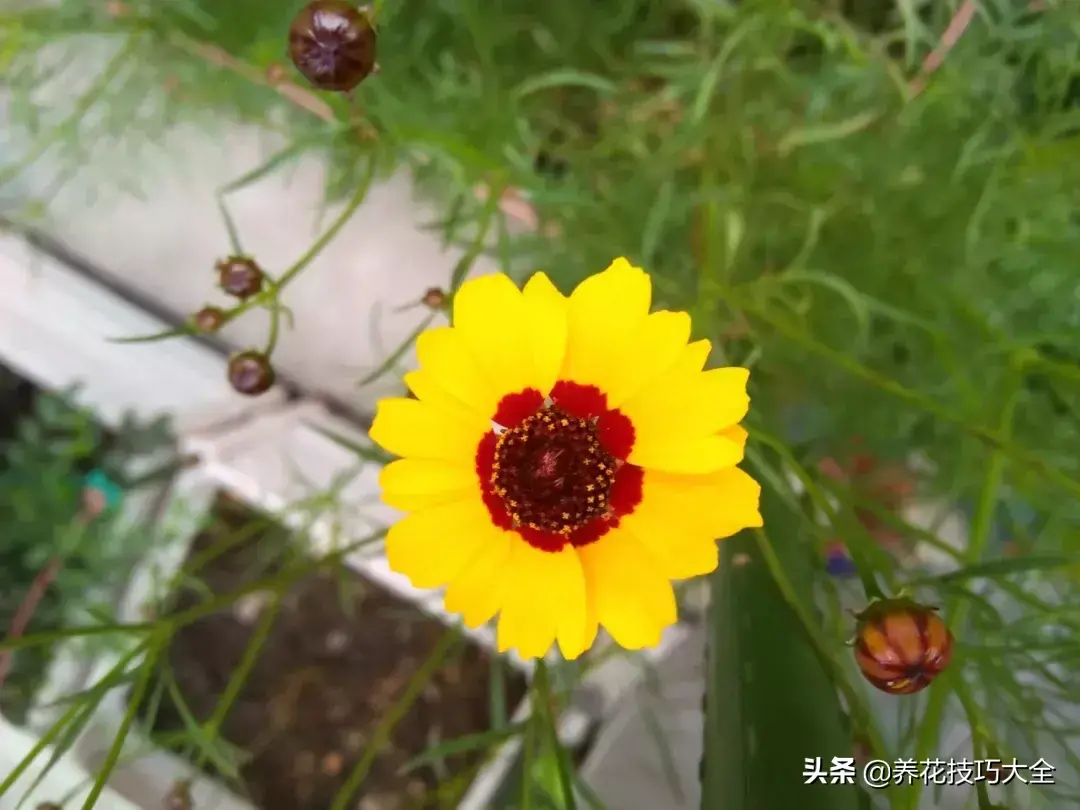 6月份开什么花「6月份开什么花的季节」
