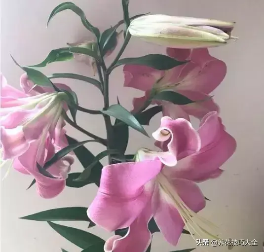 6月份开什么花「6月份开什么花的季节」