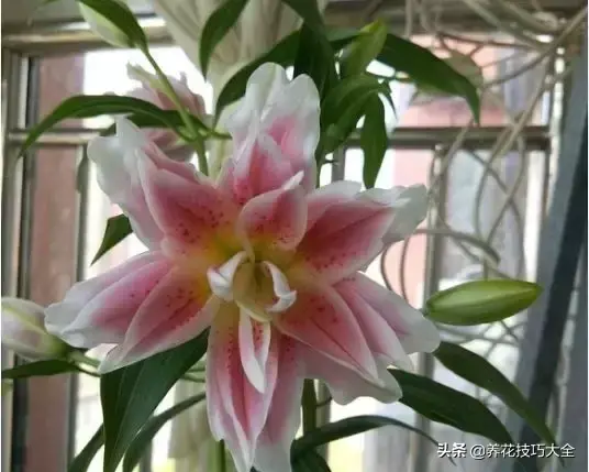 6月份开什么花「6月份开什么花的季节」