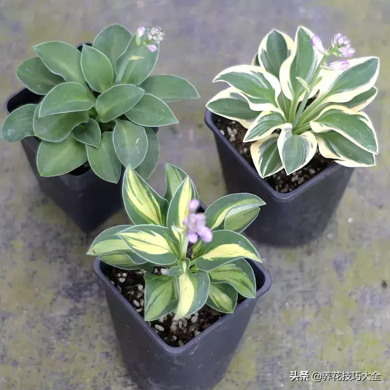 6月份开什么花「6月份开什么花的季节」