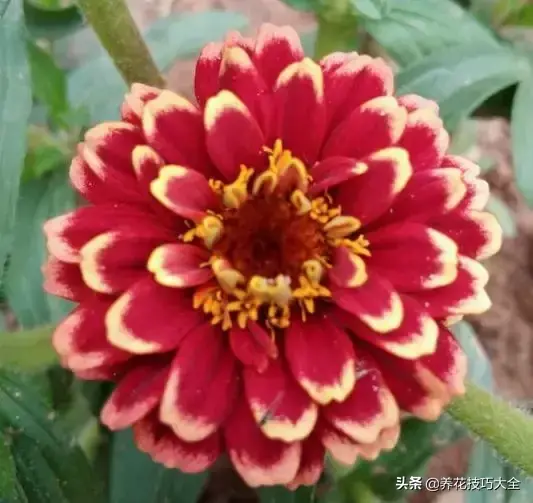 6月份开什么花「6月份开什么花的季节」