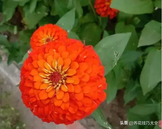 6月份开什么花「6月份开什么花的季节」