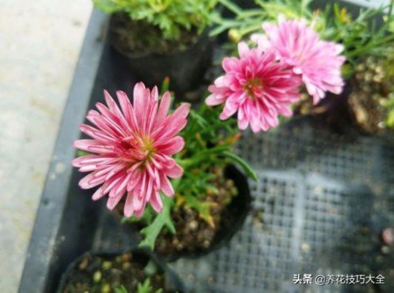 6月份开什么花「6月份开什么花的季节」