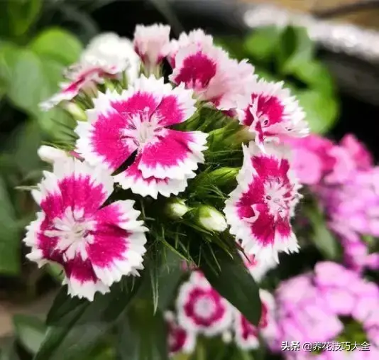 6月份开什么花「6月份开什么花的季节」