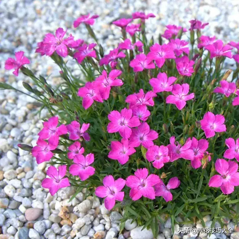 6月份开什么花「6月份开什么花的季节」