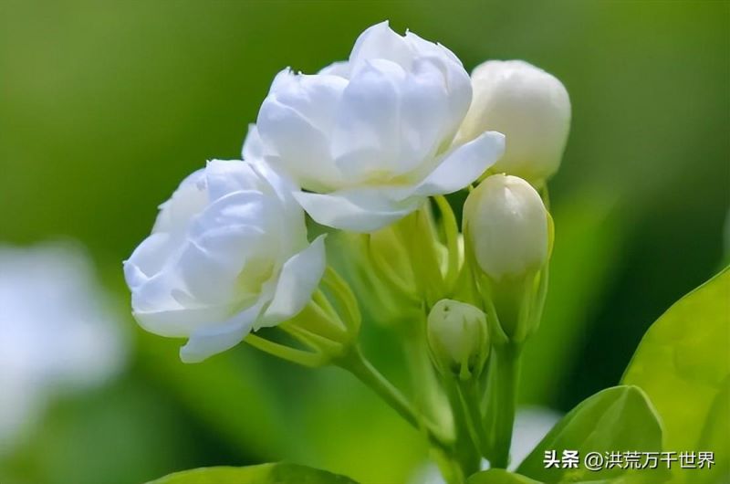 7月开的花都有什么「7月开的花都有什么花」