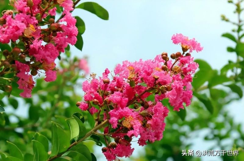 7月开的花都有什么「7月开的花都有什么花」