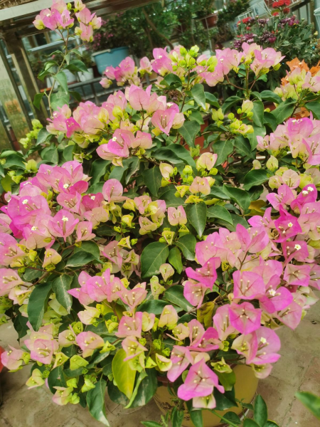 7月开的花都有什么花「7月开的花都有什么花图片」