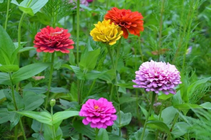 8月14日生日花：百日菊，生日花语兴奋「8月14日的生日花是什么」