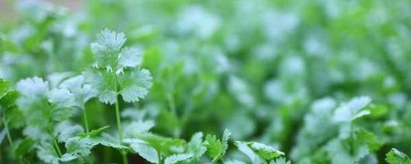 8月份可以种植香菜吗「8月份可以种香菜吗-」