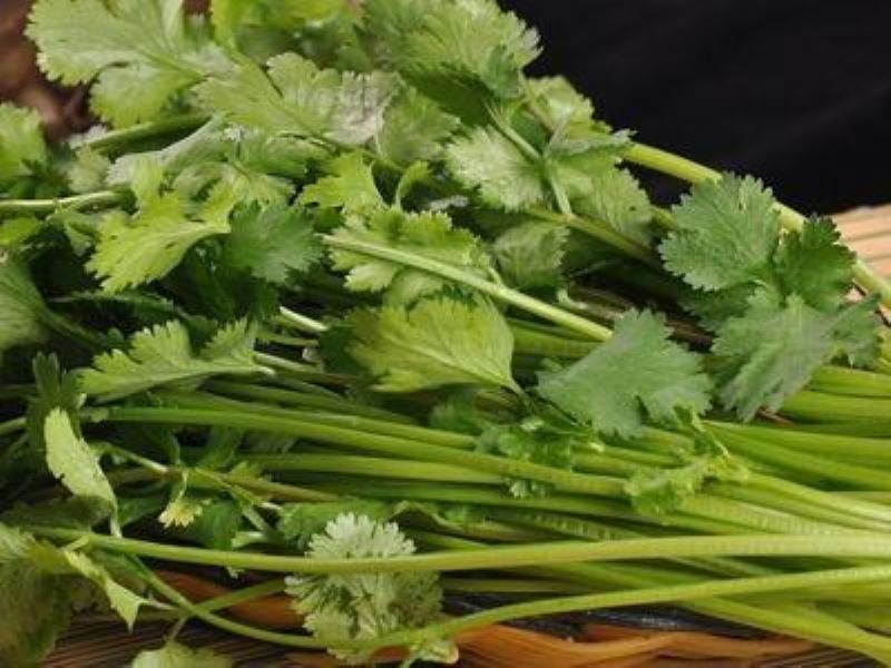 8月份可以种植香菜吗「8月份可以种香菜吗-」