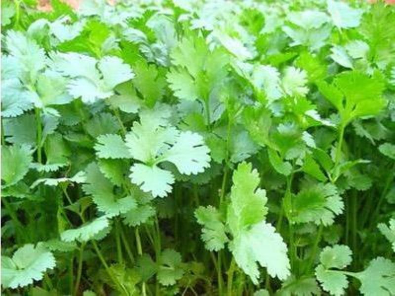 8月份可以种植香菜吗「8月份可以种香菜吗-」