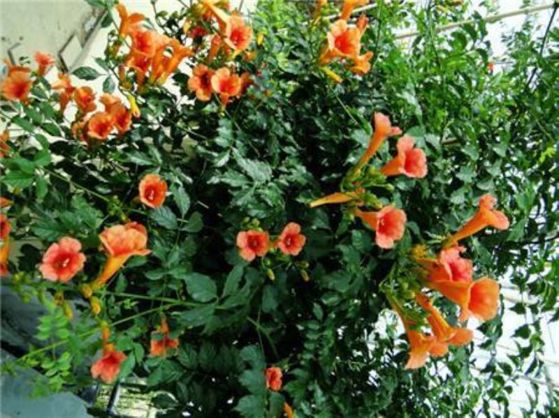 8月开什么花「8月开什么花-」